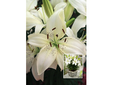 15,66���.�����  ������ (��� 10 ��. ���������� ������ 5��.).jpg