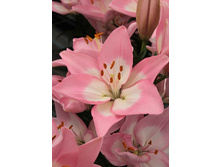 18,34���.�����  ����� ��� (��� 10 ��. ���������� ������ 5��.).jpg