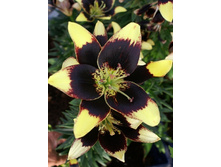 22,64���.�����  ��� ���� (��� 10 ��. ���������� ������ 5��.).jpg