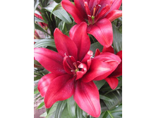 25,33���.�����  ����� ������� (�������� ���� �� 10 ��., ����������� ����� 1��.).jpg