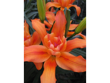 28,02���.�����  ������ ���� (�������� ���� �� 10 ��., ����������� ����� 1��.).jpg