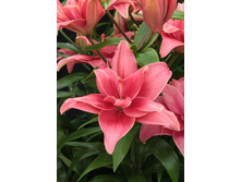 28,02���.�����  ���� ������� (�������� ���� �� 10 ��., ����������� ����� 1��.).jpg