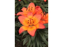 20,04���.�����  ��������� ���� (���������� �� ����� �������� �� 5��.).jpg