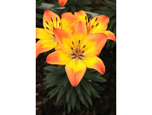 21,1���.�����  ��� ���� (���������� �� ����� �������� �� 5��.).jpg