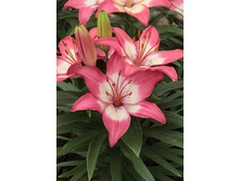 21,1���.�����  ���� ���� (���������� �� ����� �������� �� 5��.).jpg