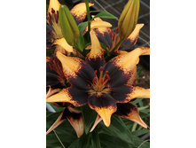 25,22���.�����  �������� (�������� ���� �� 10 ��., ����������� ����� 1��.).jpg