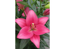 11,9���.�����  ����� �� �� (��� 10 ��. ���������� ������ 5��.).jpg