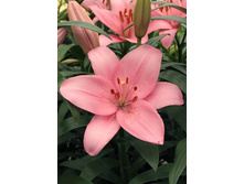 12,97���.�����  ������� (��� 10 ��. ���������� ������ 5��.).jpg