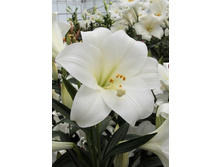 17,27���.�����  GLOBAL ARENA (��� 10 ��. ���������� ������ 5��.).jpg