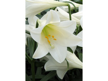 21,03���.�����  ���� ������� (��� 10 ��. ���������� ������ 5��.).jpg