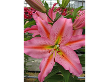 17,27���.�����  ������ (��� 10 ��. ���������� ������ 5��.).jpg