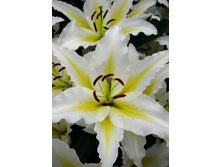 18,42���.�����  ��������� (���������� �� ����� �������� �� 5��.).jpg