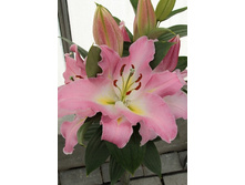 21,03���.�����  ������ ���� (��� 10 ��. ���������� ������ 5��.).jpg