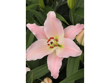 22,11���.�����  ����� (��� 10 ��. ���������� ������ 5��.).jpg