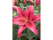 25,33���.�����  ���� ������ (�������� ���� �� 10 ��., ����������� ����� 1��.).jpg