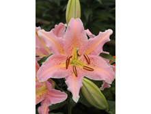 25,33���.�����  ������ ������ (�������� ���� �� 10 ��., ����������� ����� 1��.).jpg