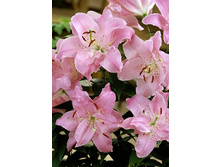 21,57���.�����  �������� (��� 10 ��. ���������� ������ 5��.).jpg