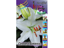 26,4���.�����  ����� ������� (�������� ���� �� 10 ��., ����������� ����� 1��.).jpg