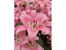 22,11���.�����  ���� ����� (��� 10 ��. ���������� ������ 5��.).jpg