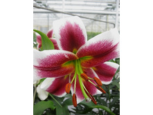 25,87���.�����  ������ �������� (�������� ���� �� 10 ��., ����������� ����� 1��.).jpg