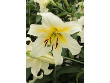 25,87���.�����  ���� ������� (�������� ���� �� 10 ��., ����������� ����� 1��.).jpg