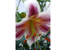 26,94���.�����  ������ ������� (�������� ���� �� 10 ��., ����������� ����� 1��.).jpg