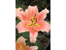 28,02���.�����  ������� (�������� ���� �� 10 ��., ����������� ����� 1��.).jpg