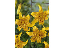 22,64���.�����  ��������� (��� 10 ��. ���������� ������ 5��.).jpg