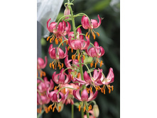 274,4���.�����  ������ (�������� ���� �� 2 ��., ����������� ����� 1��.).jpg