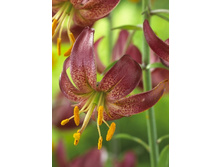 274,4���.�����  ������ ���� (�������� ���� �� 2 ��., ����������� ����� 1��.).jpg