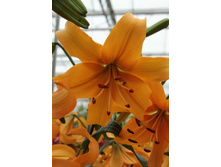 22,64���.�����  ���� ������� (��� 10 ��. ���������� ������ 5��.).jpg