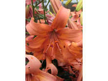 22,64���.�����  ������ �������� (��� 10 ��. ���������� ������ 5��.).jpg