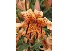 22,64���.�����  ������ ������ (��� 10 ��. ���������� ������ 5��.).jpg