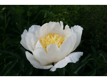 paeonia_moon_of_nippon 130�.jpg