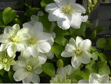 guernsey_cream 152�.jpg