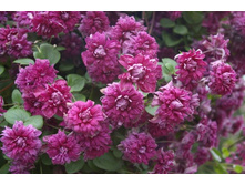 purpurea_plena_elegans 145�.jpg