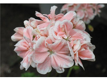 ��������� ���������� Natalie-������