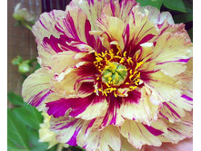 ���� �������� 2600,0