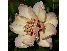 ���� ������� �������� 1350,0