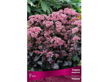 ����� ������ ����� 176,0