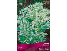 ����� ��������� ������ ���� 117,0