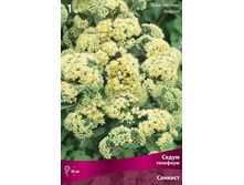 ����� �������� ������� 176,0