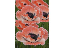 66,6���.��� �������� (�������� ���� �� 2 ��., ����������� ����� 1��.).jpg