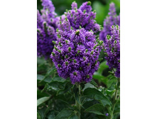 113���.�������� ��� ���� (�������� ���� �� 2 ��., ����������� ����� 1��.).jpg