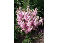 113���.�������� ���� ���� (�������� ���� �� 2 ��., ����������� ����� 1��.).jpg