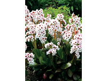 140,65���.����� ����� ���� Dragonfly