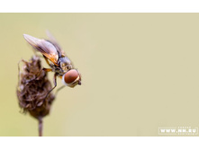 ���� �� ��������