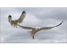 � ������ �� �������