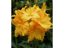 187���. ������ Knapp Hill ������ ��������.jpg