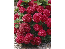 120���. ��������� �������������� ������������.jpg